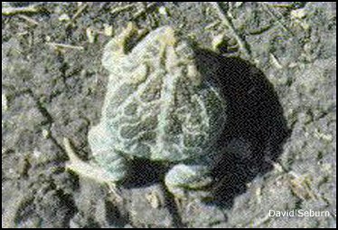 Crapaud des Steppes: Bufo cognatus 