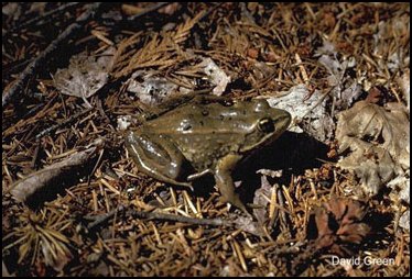 Grenouille Maculée de Columbia: Rana luteiventris Grenouille Maculée de Columbia: Rana luteiventris