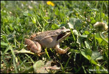 Grenouille des Bois: Rana sylvatica Grenouille des Bois: Rana sylvatica
