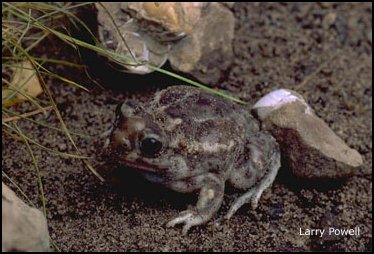 Crapaud des Plaines: Spea bombifrons