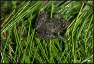 acris crepitans