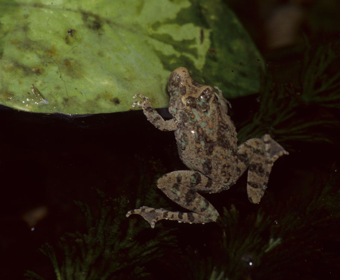 Northern (Blanchard’s) Cricket Frog