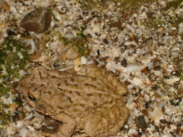 Fowler’s Toad