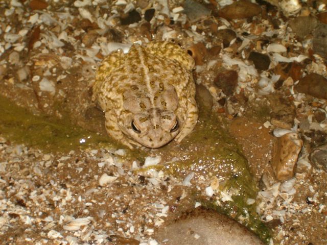 Crapaud de Fowler : (Bufo fowleri) Crapaud de Fowler : (Bufo fowleri)