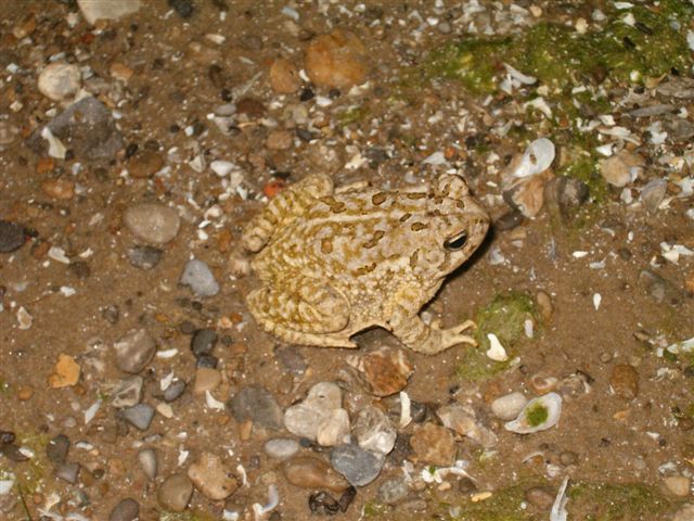 Fowler's Toad: Bufo fowleri Fowler's Toad: Bufo fowleri