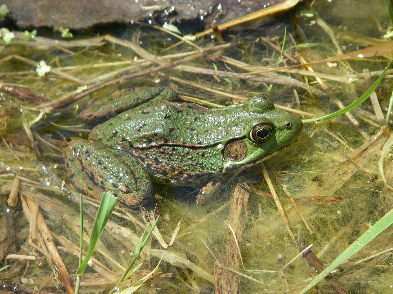 Green Frog: Rana clamitans Green Frog: Rana clamitans