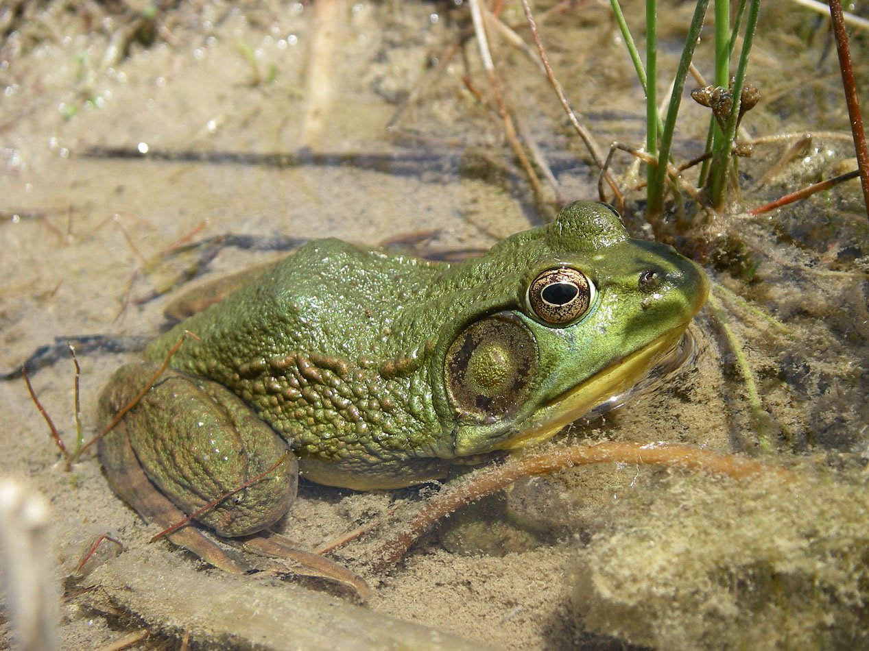 Green Frog: Rana clamitans Green Frog: Rana clamitans