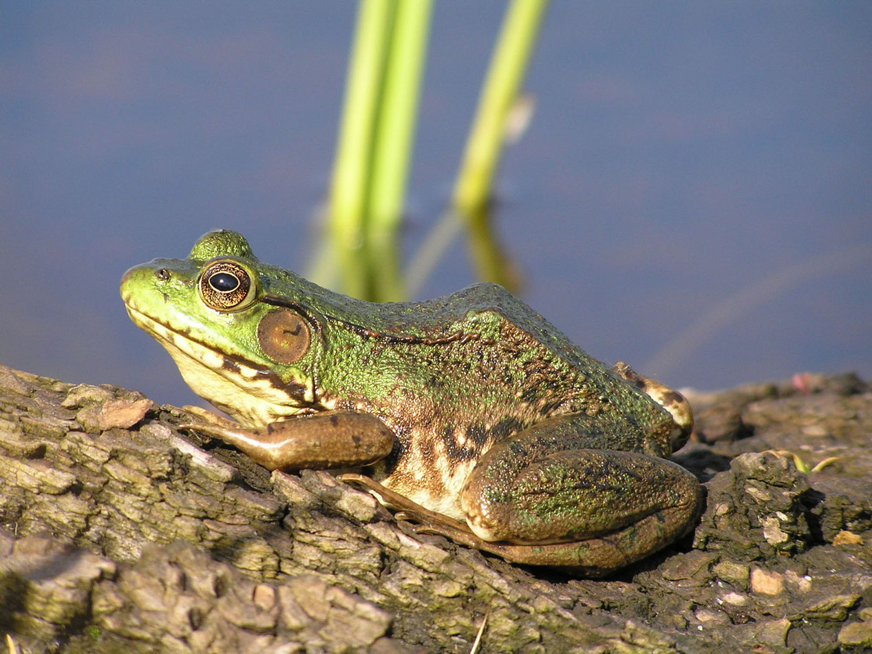 Grenouille Verte