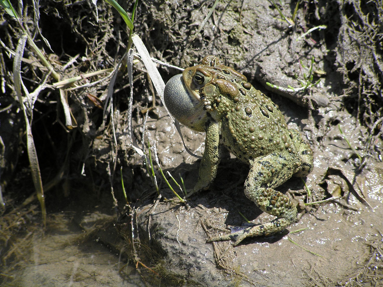 Crapaud d'Amérique : Bufo americanus Crapaud d'Amérique : Bufo americanus