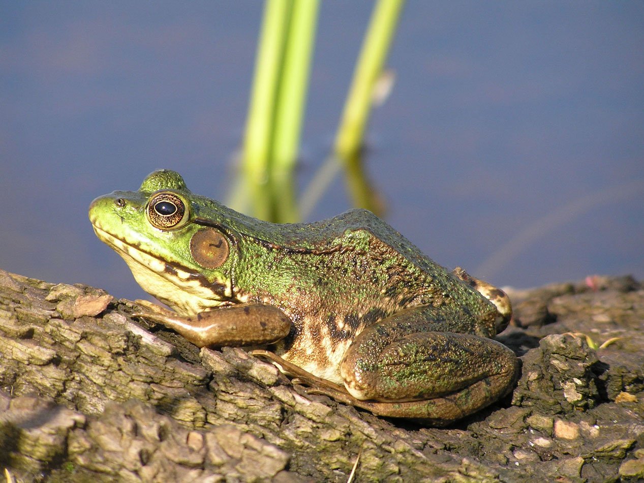 Grenouille Verte : Rana clamitans Grenouille Verte : Rana clamitans