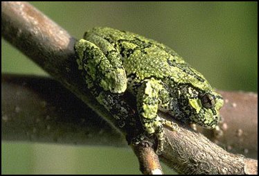 Rainette Criarde: Hyla chrysoscelis Rainette Criarde: Hyla chrysoscelis