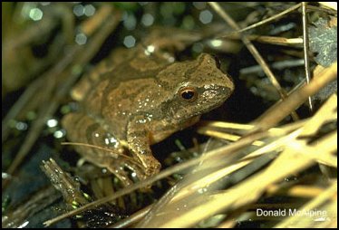 Spring Peeper