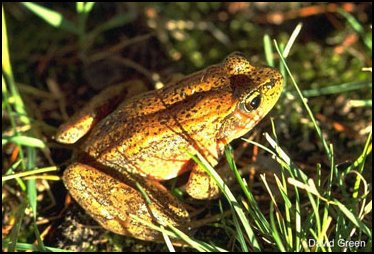 Red-legged Frog: Rana aurora 