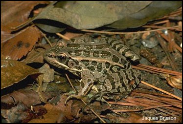 Pickerel Frog