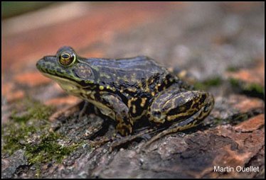 Mink Frog