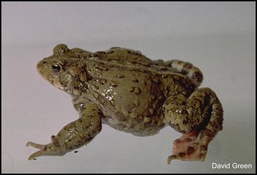 Crapaud de l'Ouest: Bufo boreas Crapaud de l'Ouest: Bufo boreas