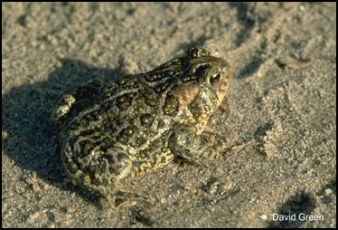 Crapaud du Canada