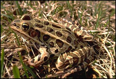 Grenouille Léopard