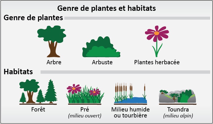 Genre des plantes et habitat