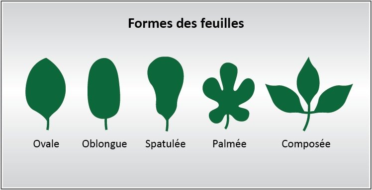 Formes de feuilles