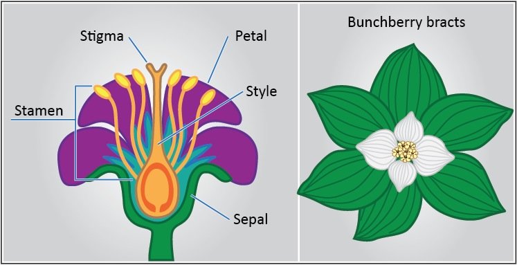 Image of bunchberry bracts and Image of oblong-shaped leaf