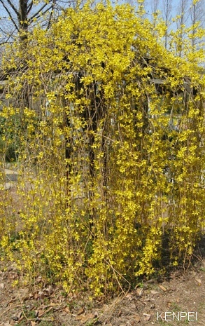 forsythia pleureur