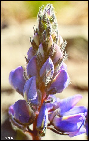lupin arctique 