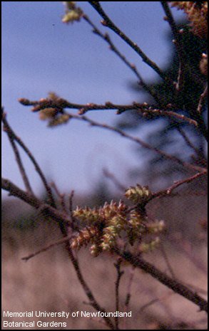 myrique baumier 