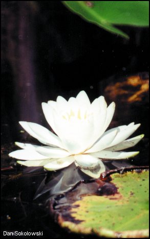 nymphéa odorant