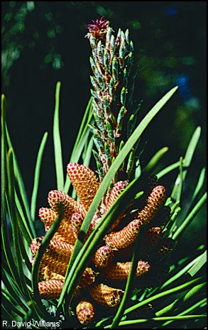 Lodgepole pine (Pinus contorta)