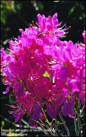 rhododendron du Canada