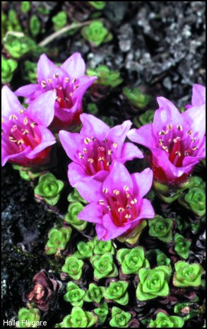 saxifrage à feuilles opposées