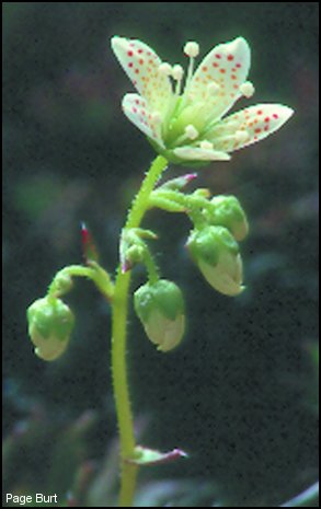 saxifrage à trois dents