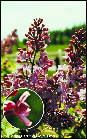 lilas commun