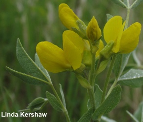 thermopsis rhombifolié