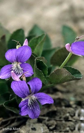violette à éperon crochu