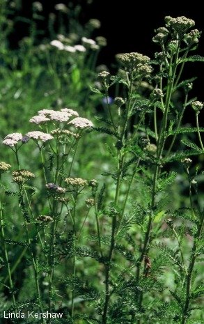 Achillée millefeuille (Achillea millefolium)