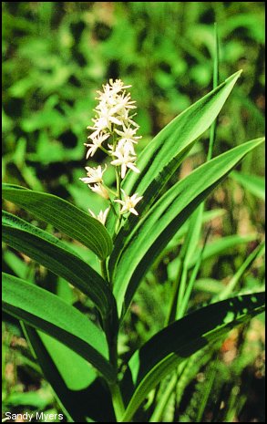 Star-flowered Solomon's Seal