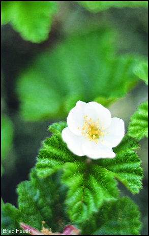 Rubus chamaemorus L