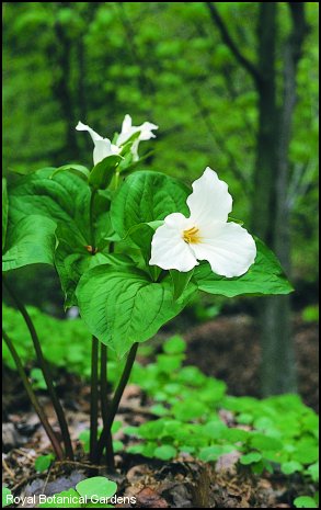 Trillium