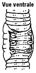 Allolobophora chlorotica