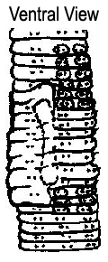 Aporrectodea icteria
