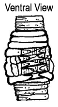 Aporrectodea rosea