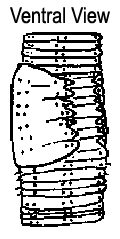 Bimastos parvus