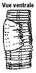 Aporrectodea Longa, Nom commun :</strong> Ver américain de l’écorce