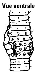 Dendrobaena octaedra, Nom commun :</strong> Ver à queue octagonale