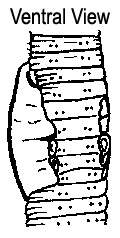 Dendrodrilus rubidus