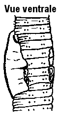 Dendrodrilus rubidus