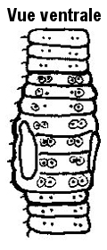 Eisenia foetida, Nom commun :</strong> Ver du fumier