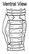 Eiseniella tetraedra